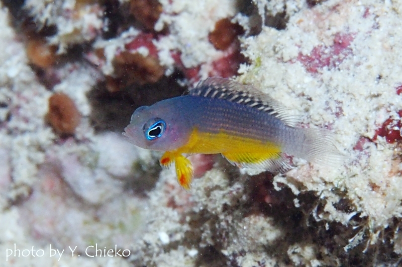 コモドドティバックの幼魚