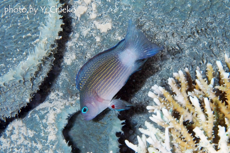 コモドドティバックの成魚