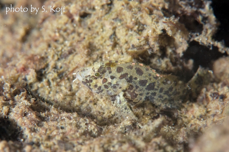 通称キリンちゃん