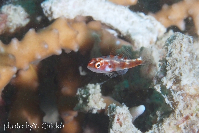 レッドブロッチドピグミーゴビー 幼魚