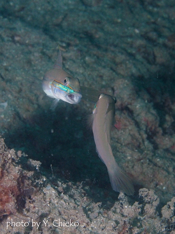 アオハチハゼの喧嘩